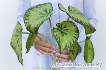 Бегония большая