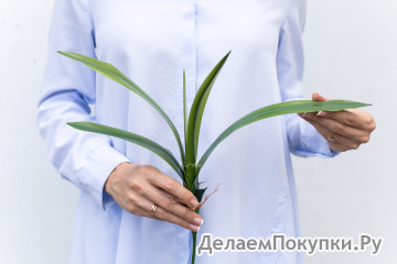 Куст малый с листьями