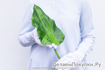 Лист антуриума