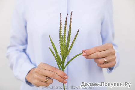 Суккулент зубчатый