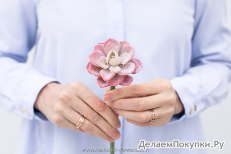 Суккулент эхеверия Лау