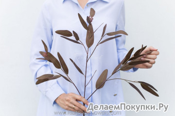 Эвкалипт популус