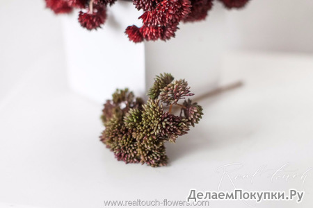 Седум малый