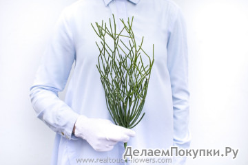 Куст рипсалиса