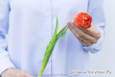 Тюльпан открытый