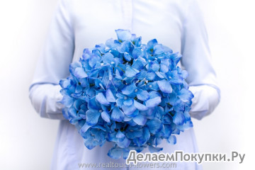 Гортензия соцветие New
