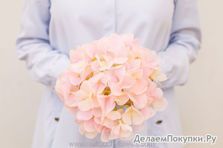 Гортензия соцветие