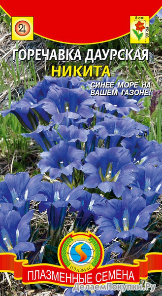 Горечавка даурская Никита