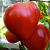 томат бычье сердце красное