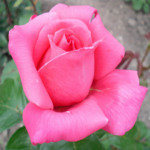 R305 