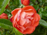 R195  