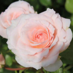 R052  