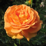 R081 