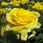 R121  