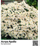  Apollo () : 8017