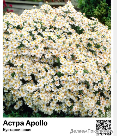  Apollo () : 8017
