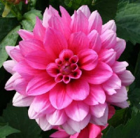 �������� ������� (1��)