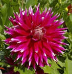 �������� ���� ���� (1��)