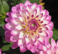 �������� ����� ������ (1��)