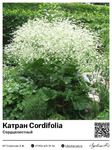  Cordifolia ()