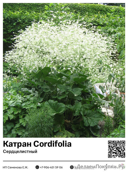  Cordifolia ()