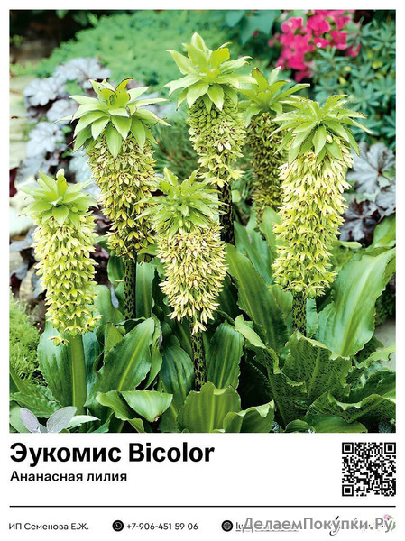  Bicolor ( )