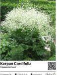  Cordifolia () : 35008