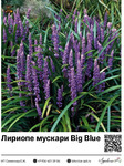   Big Blue : 48007