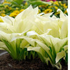 White Feather : 13021   2 