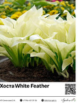  White Feather : 13021   2 