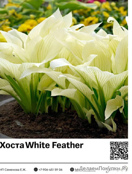 White Feather : 13021   2 