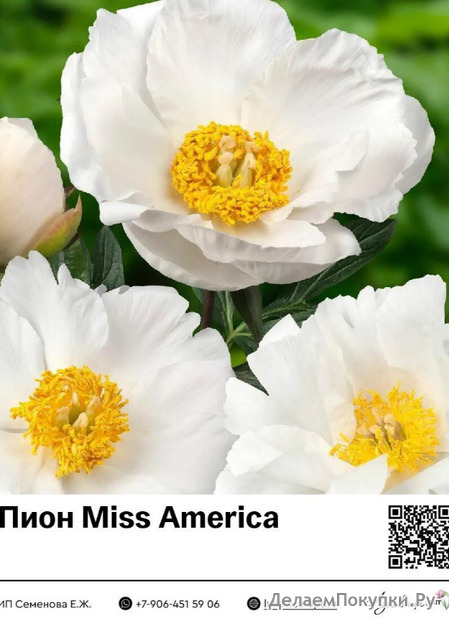 Miss America