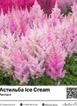  Ice Cream () : 7016