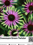  Green Twister : 15012