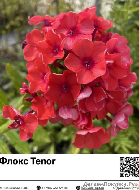  Tenor () : 40030