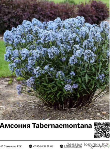  Tabernaemontana : 28010
