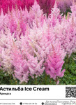  Ice Cream () : 7016