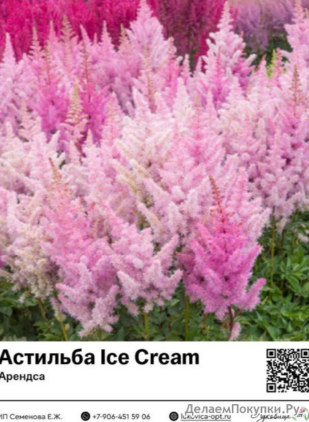  Ice Cream () : 7016
