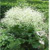  Cordifolia () : 35008