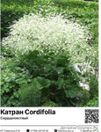  Cordifolia () : 35008