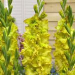 ��������� ���� ����� 12/14