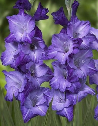 ��������� ��� �������� 12/14