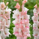 ��������� ��������� 14+