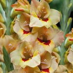 ��������� ����� 12/14