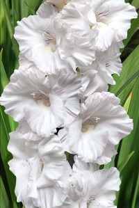 ��������� ���������� 10/12