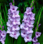 ��������� ������ ��� 14+