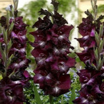 ��������� ���� ���� 14+