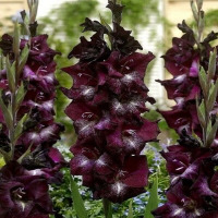 ��������� ���� ���� 14+